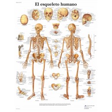 Lámina 3B El Esqueleto Humano 